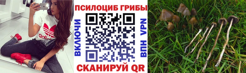 хочу   Александров  Галлюциногенные грибы Magic Shrooms 